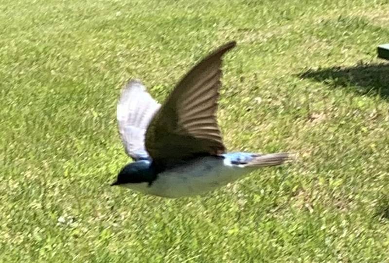 tree swallow at godfrey's pond