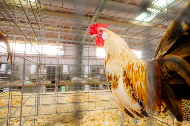 4-H Livestock Genesee County Fair