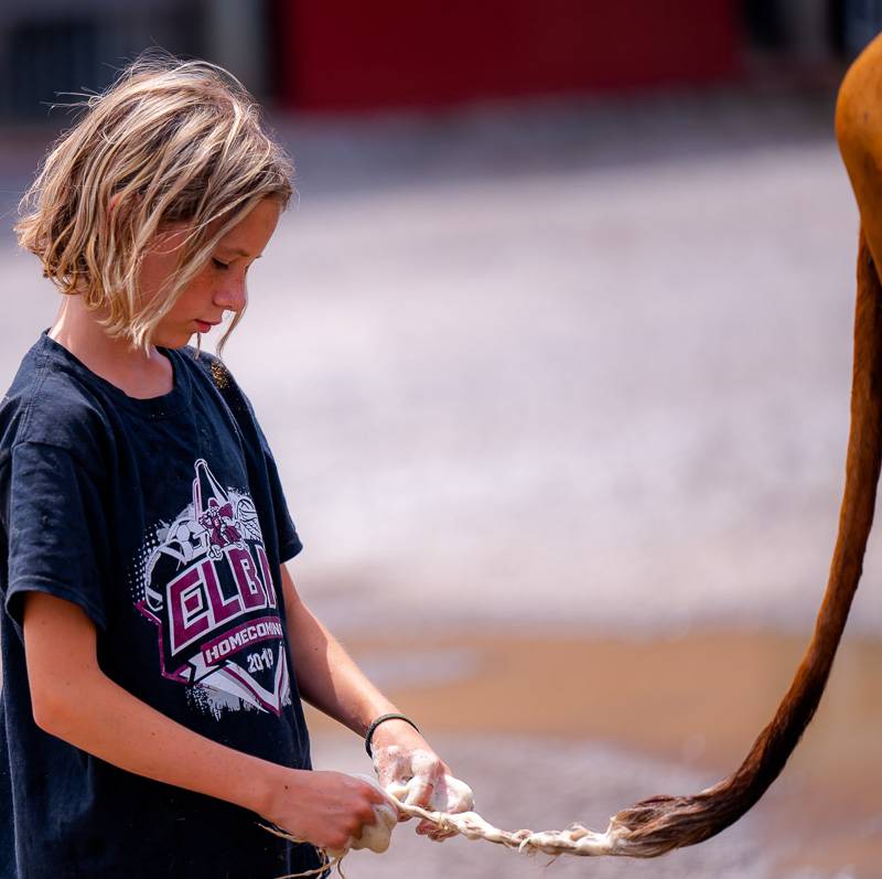 4-H Livestock Genesee County Fair