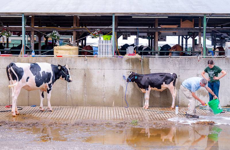 4-H Livestock Genesee County Fair