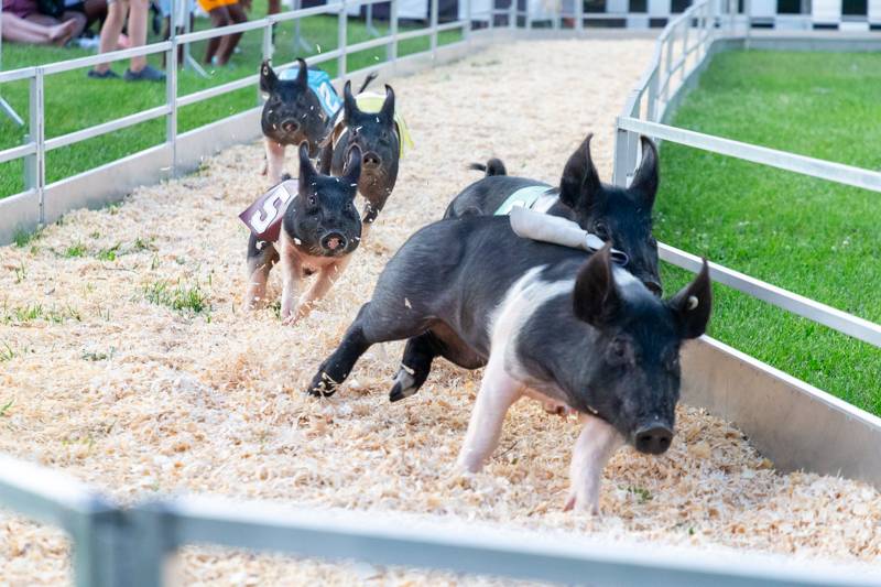 Pig Races are always a fun family event to watch and bet to see who wins at the fair.  Photo by Steve Ognibene