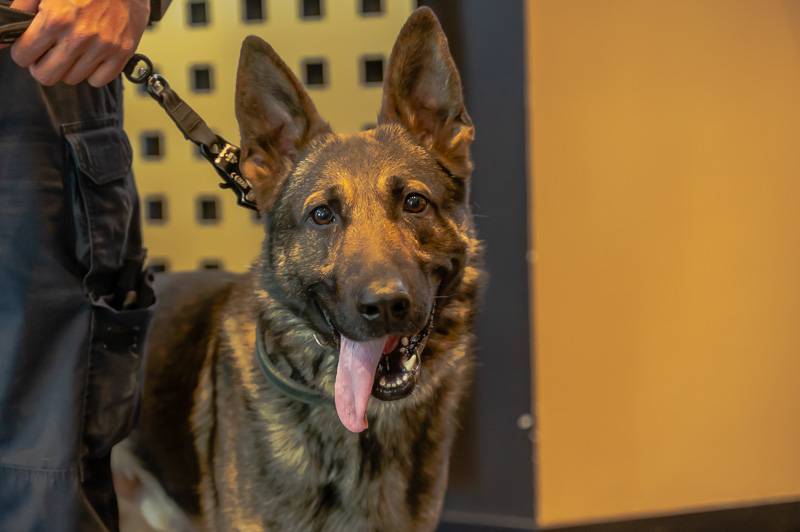 Batavia downs K-9 donation