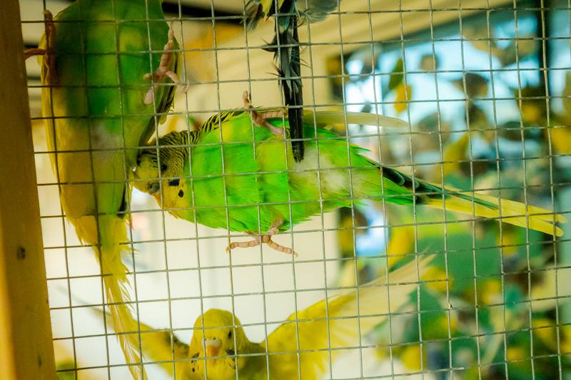 bird at genesee county fair