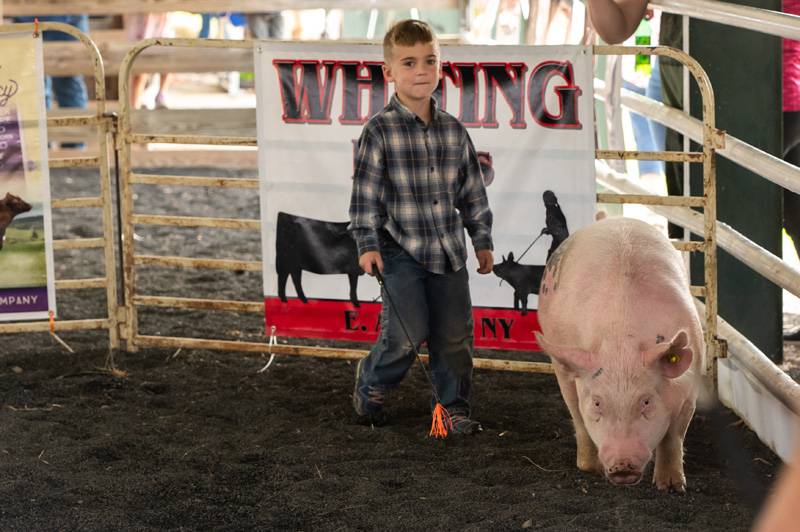 Editor's Note: The Batavian has a booth at the fair in partnership with WBTA as part of the official Genesee County Fair Media Center. Stop by to say hello and enter our eagle-drawing contest in the Exhibition Building. We are an exhibitor and are providing coverage of the fair all week long as a proud supporter of the county fair, 4-H and the dedicated volunteers of the Ag Society.   If you appreciate our fair coverage, as well as all of our coverage of Genesee County, you can help us continue news coverag