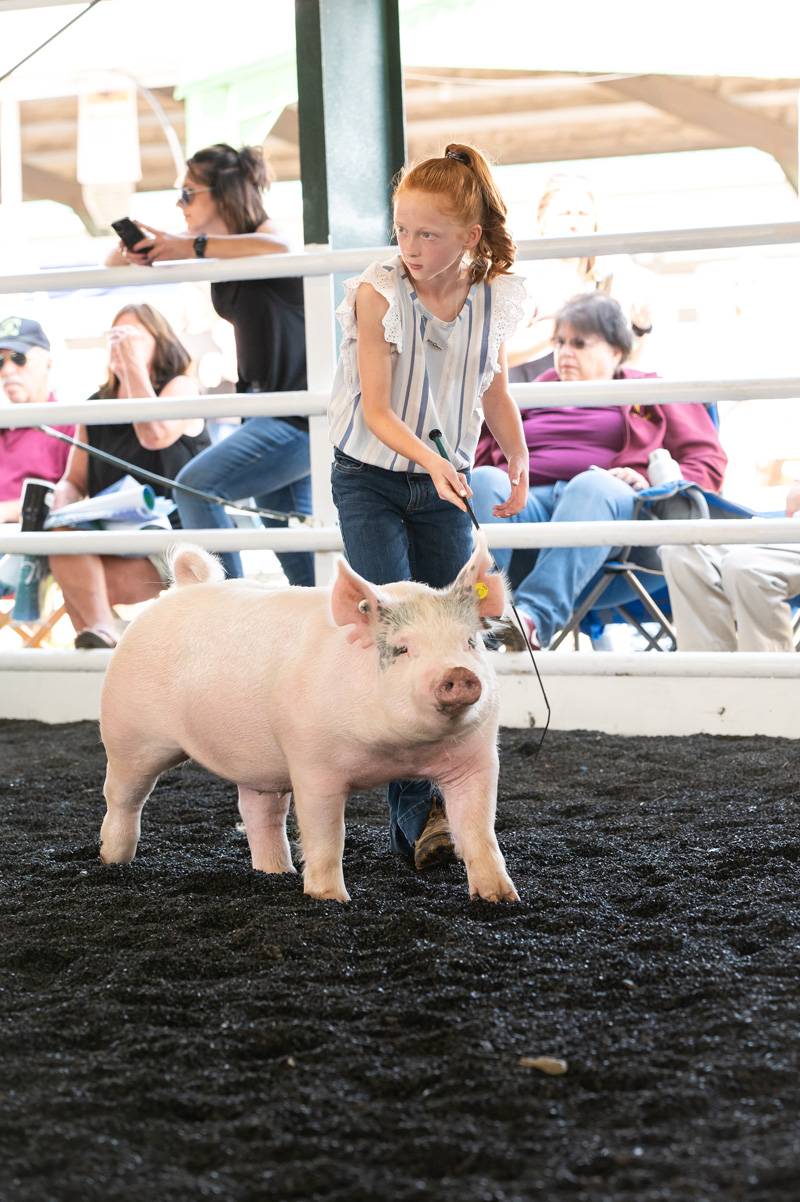 Genesee County Fair 4-h livestock