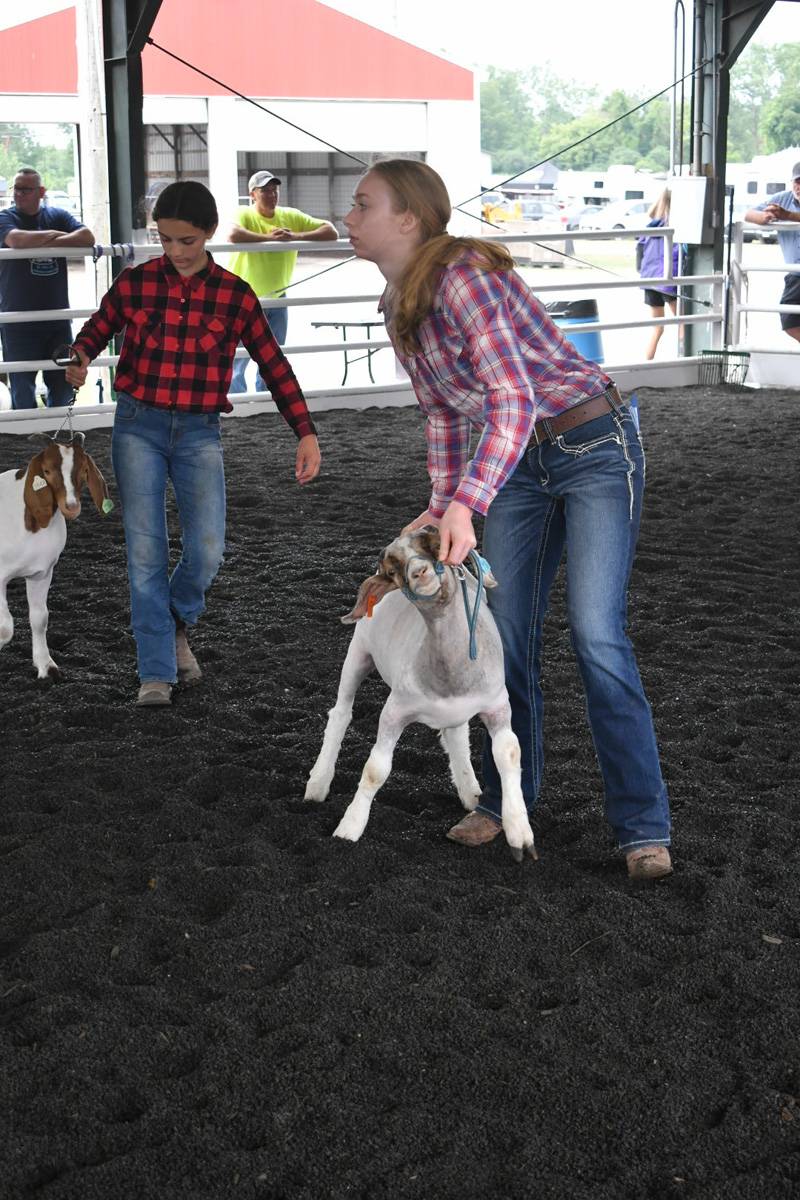 genesee county fair 4-h goat show