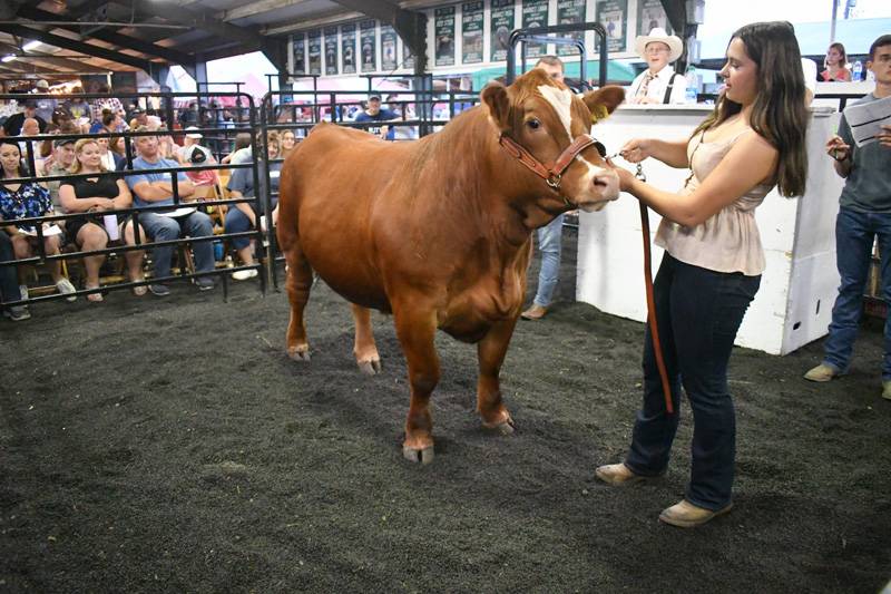 4-h livestock auction genesee county fair