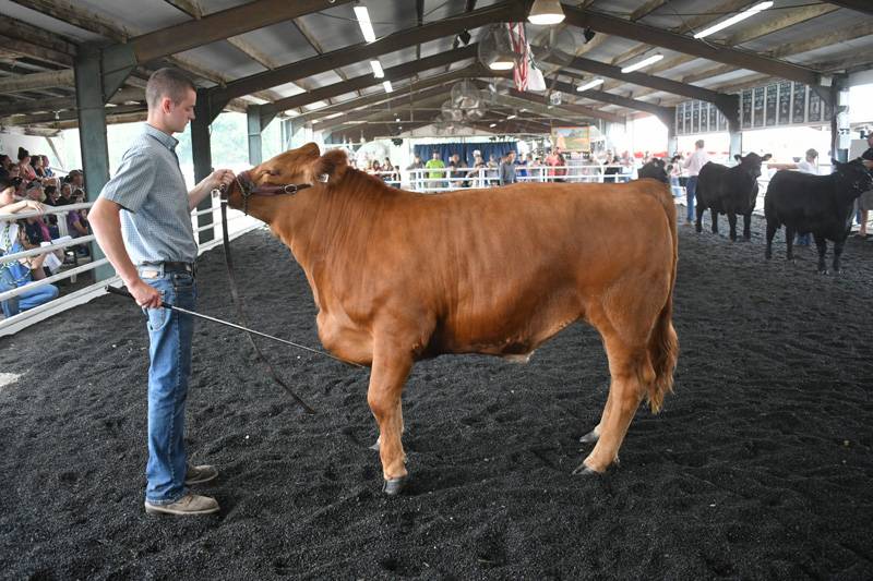 Genesee County Fair 4-H beef show