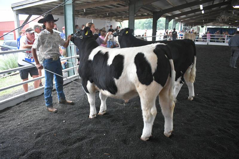 Genesee County Fair 4-H beef show