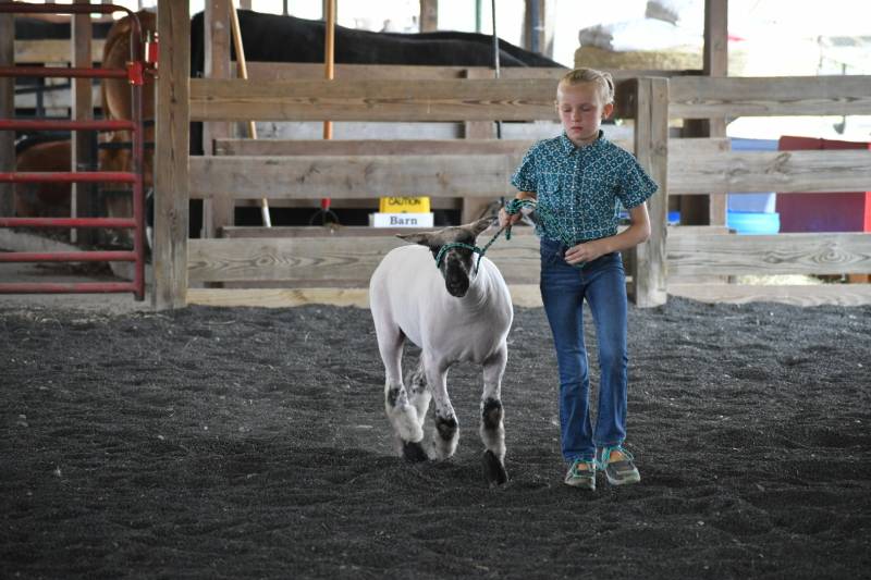 4H Sheep Show Genesee County Fair