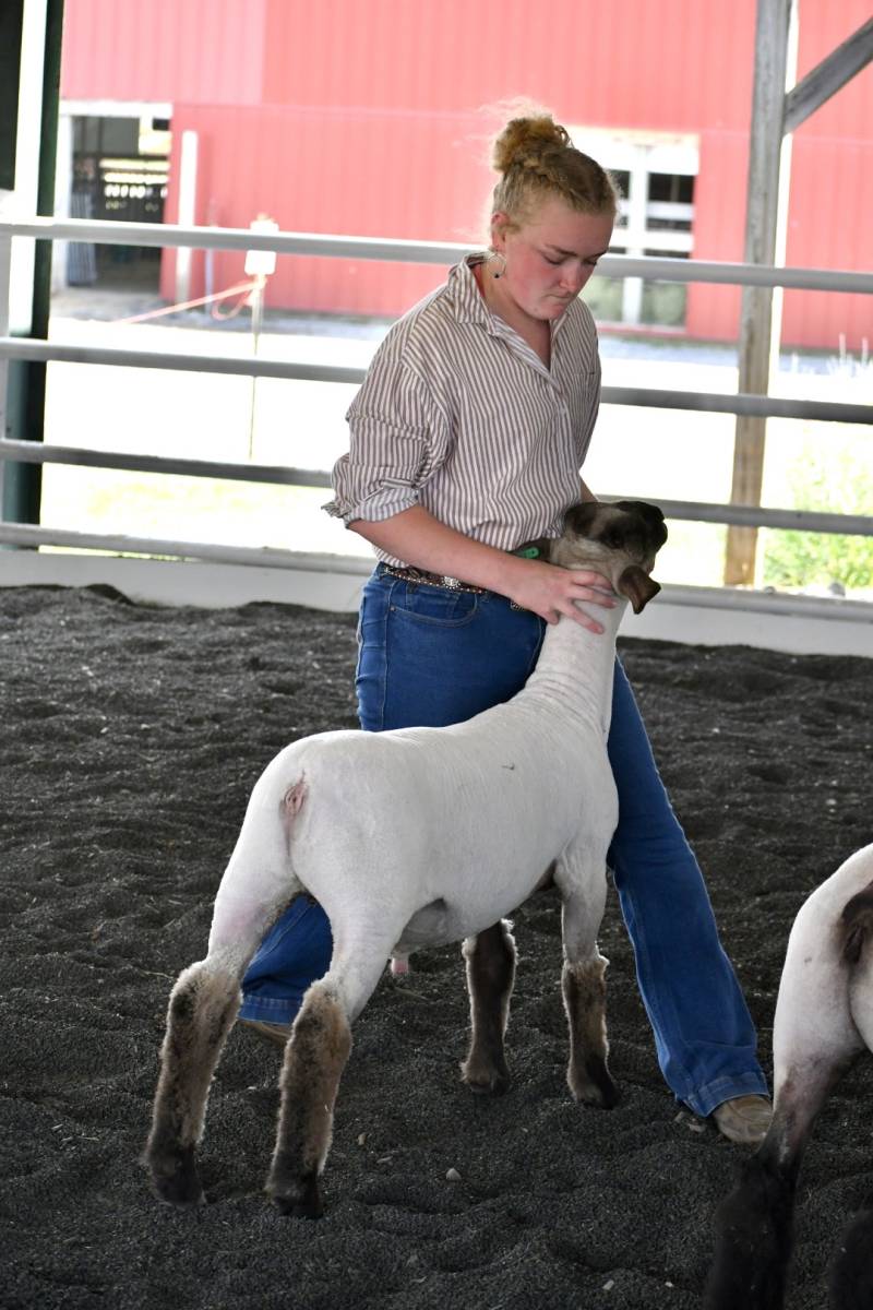 4H Sheep Show Genesee County Fair