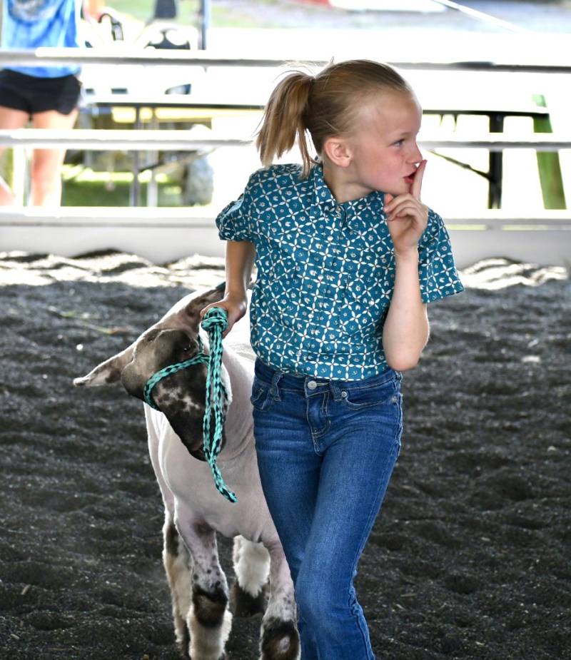 4H Sheep Show Genesee County Fair