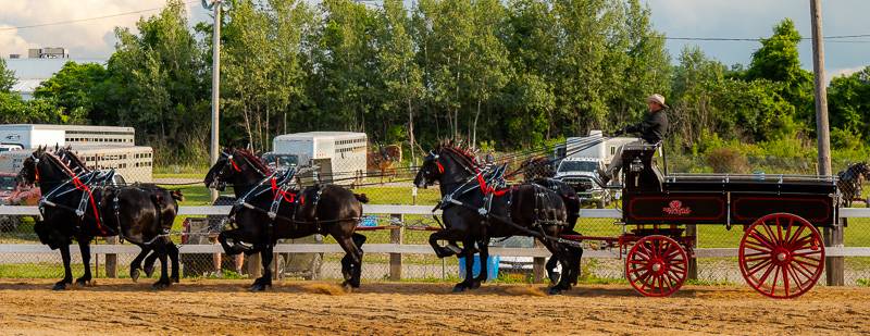 six hitch horse competition at Genesee County Fair