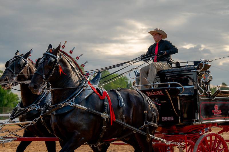 six hitch horse competition at Genesee County Fair