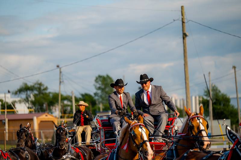 six hitch horse competition at Genesee County Fair