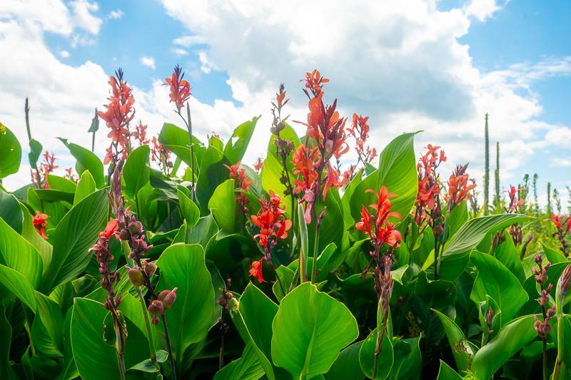 Canna lilies thrive in Erie