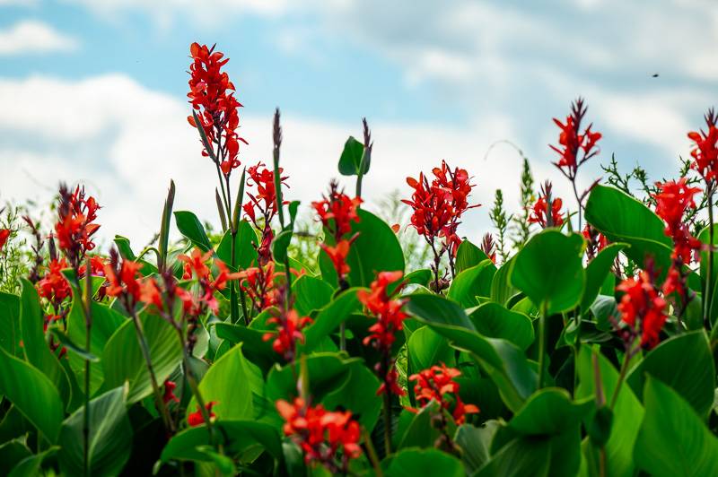 canna on starowitz road