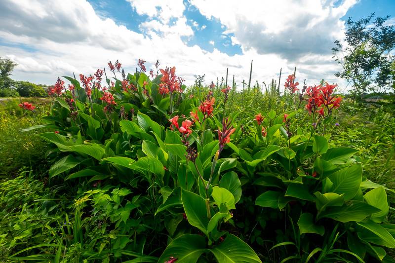 flowers  The Batavian