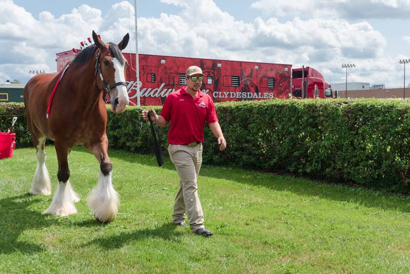 clydesdales at Batavia Downs