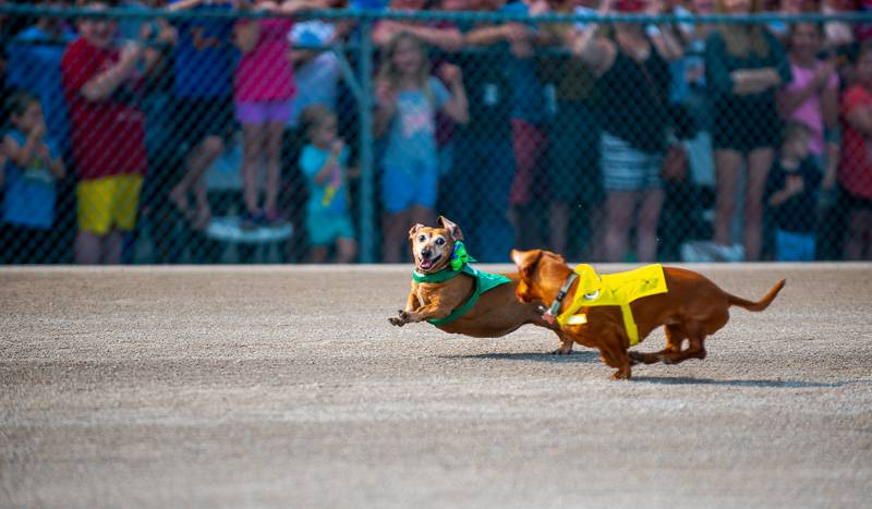 Crusoe the Dachshund - Dallas Cowboys Football Practice