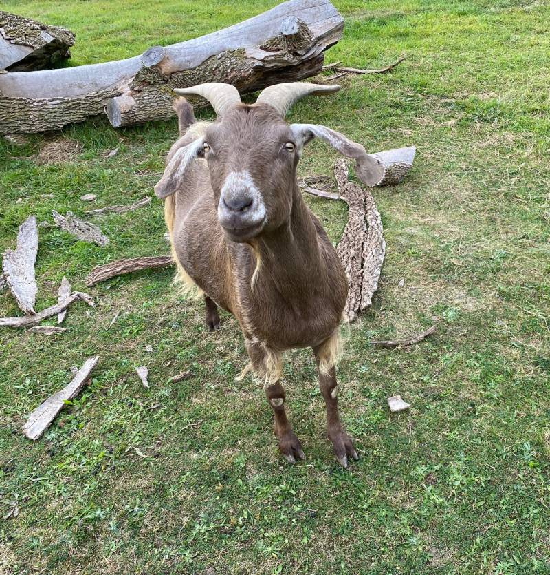 Brown goat