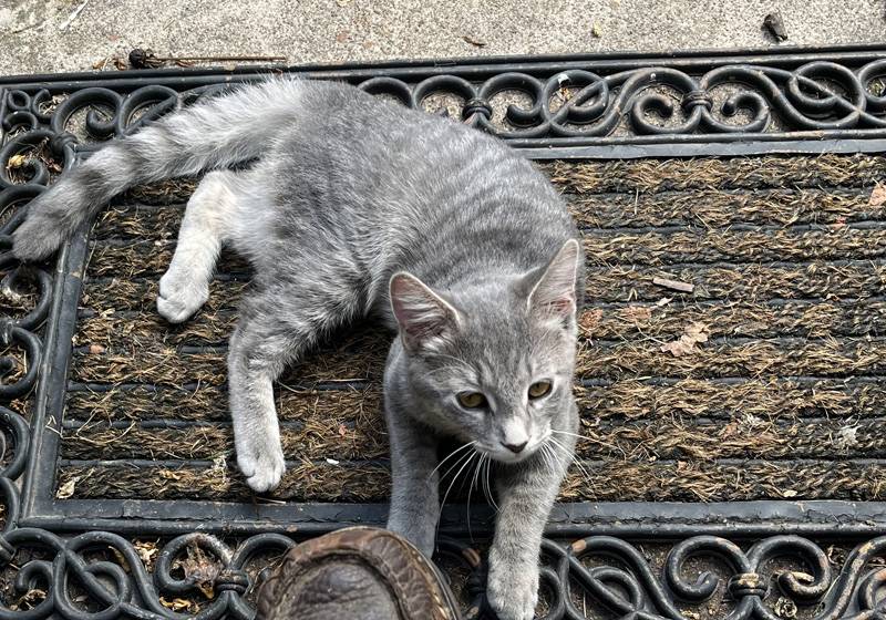 Adorable kitten on a doorstep