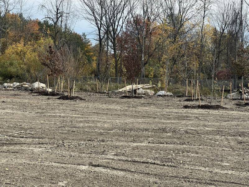 Trees planted at Batavia Iron and Metal