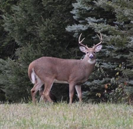 deer in elba