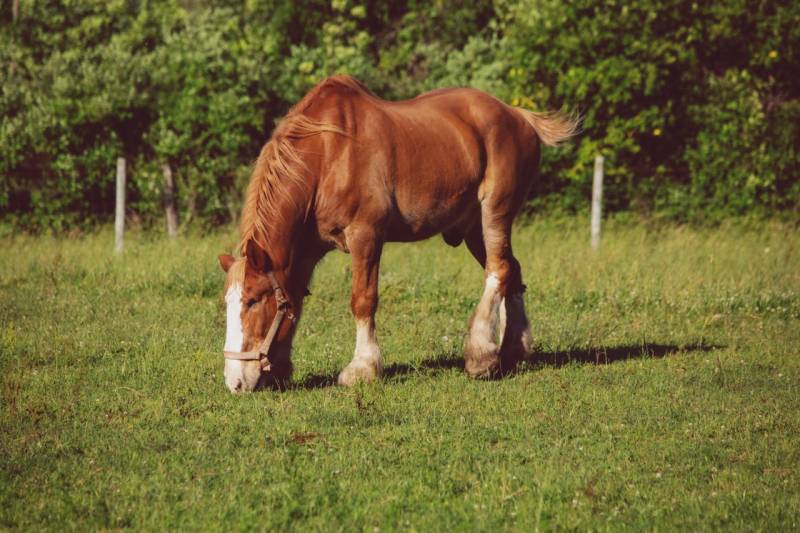 Jerritt the horse at Cherry Hill