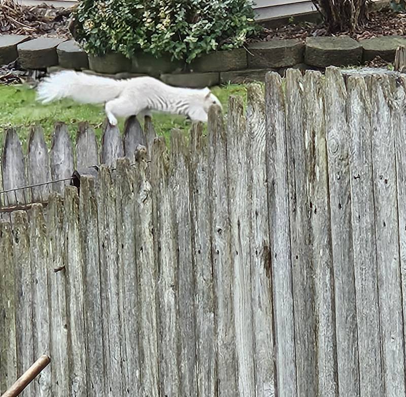 White squirrel