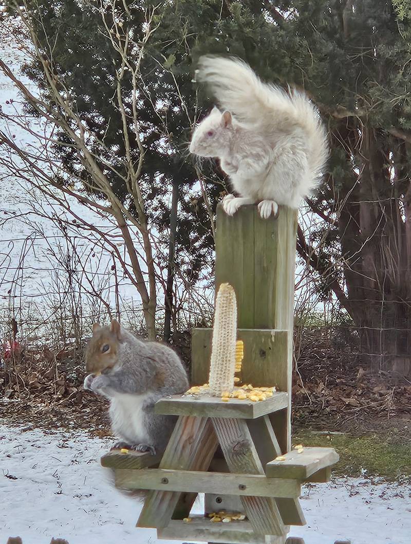 albino squirrel