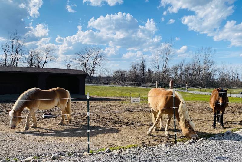 Bubba, Butter, and Cookie at Purple Pony