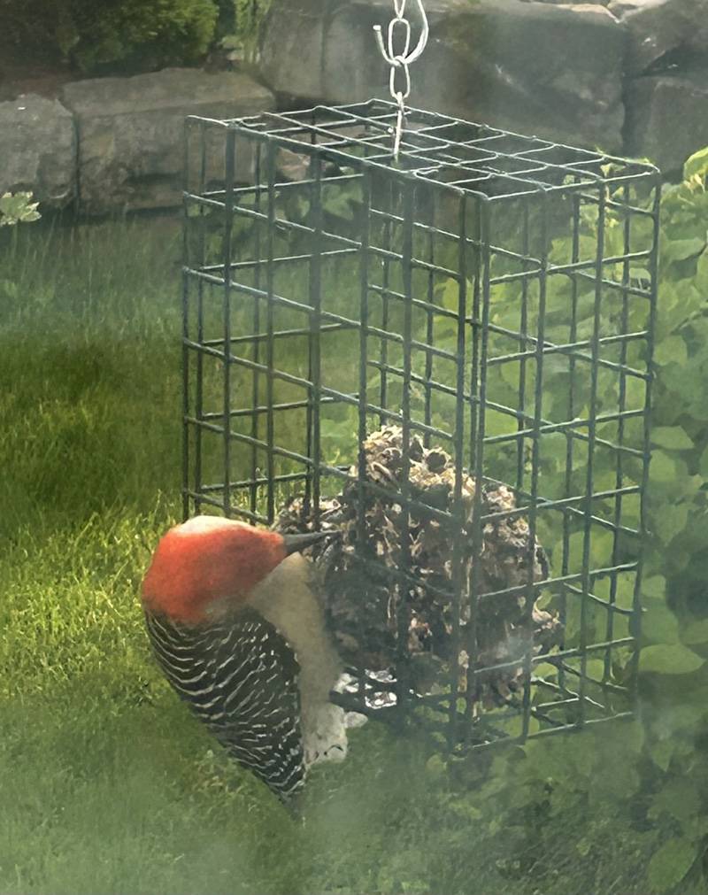 red-bellied woodpecker