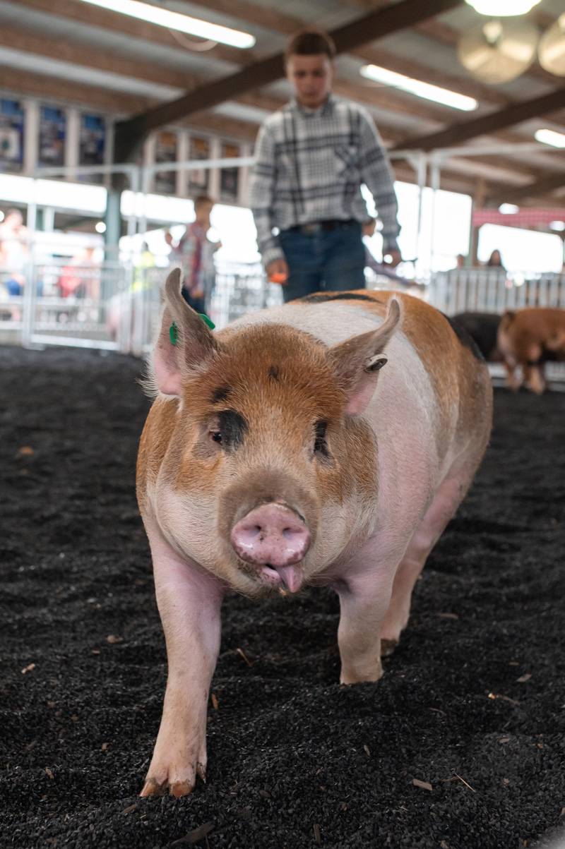 4-H Market Hog Show Genesee County Fair