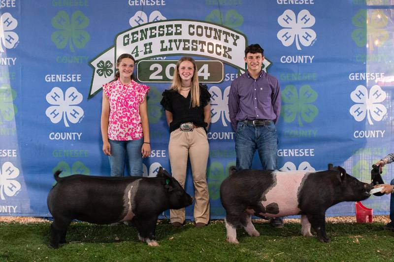 4-H Market Hog Show Genesee County Fair