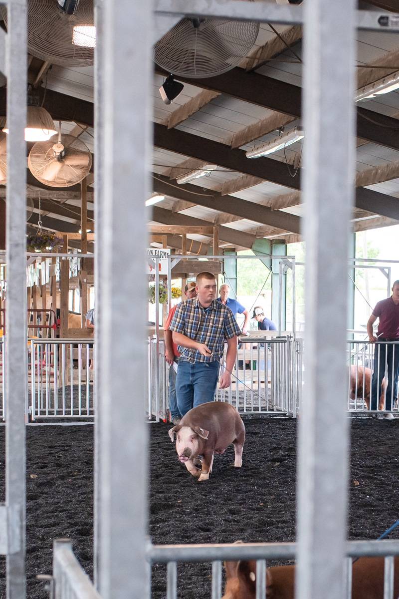 4-H Market Hog Show Genesee County Fair