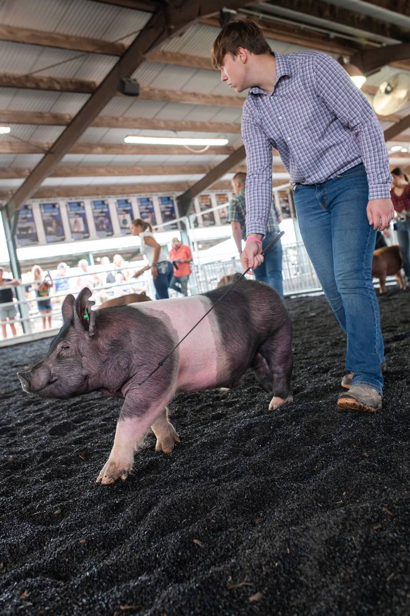 4-H Market Hog Show Genesee County Fair