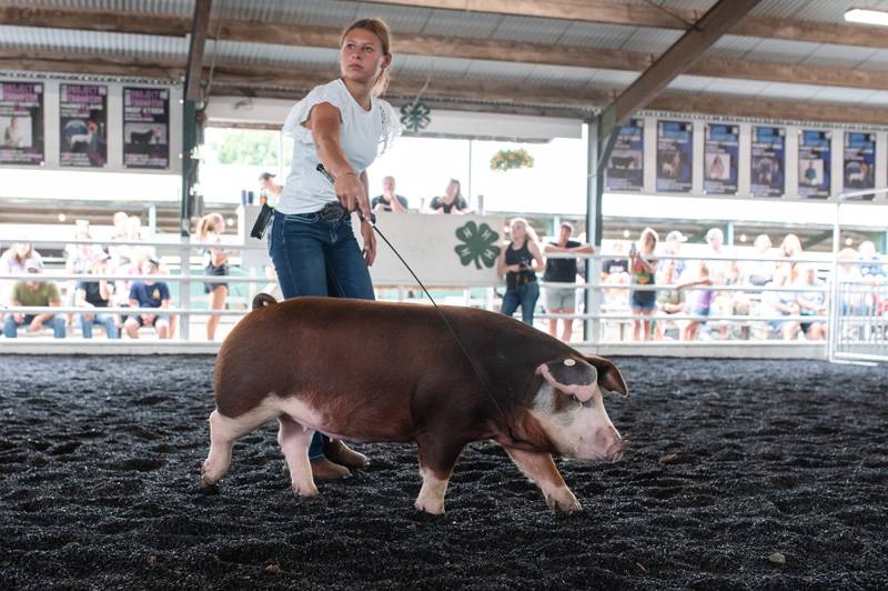 4-H Market Hog Show Genesee County Fair