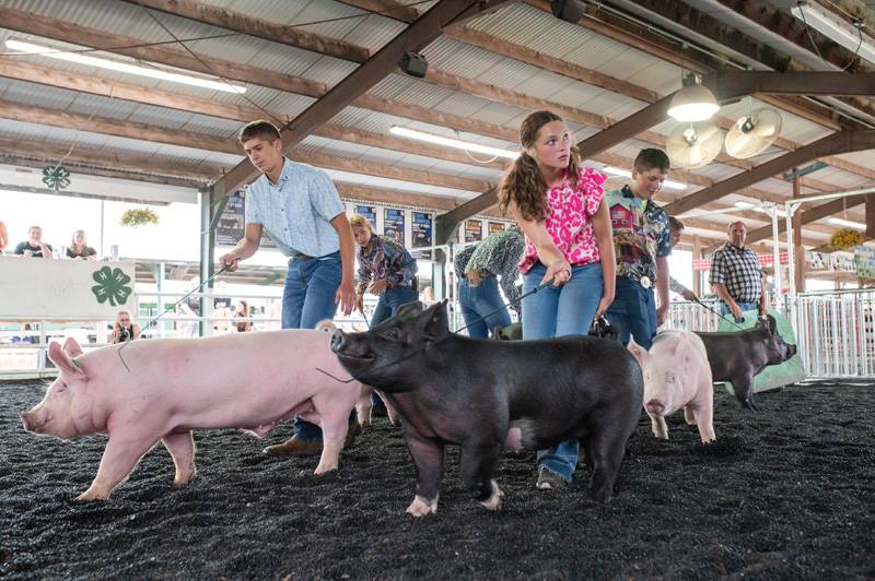 4-H Market Hog Show Genesee County Fair