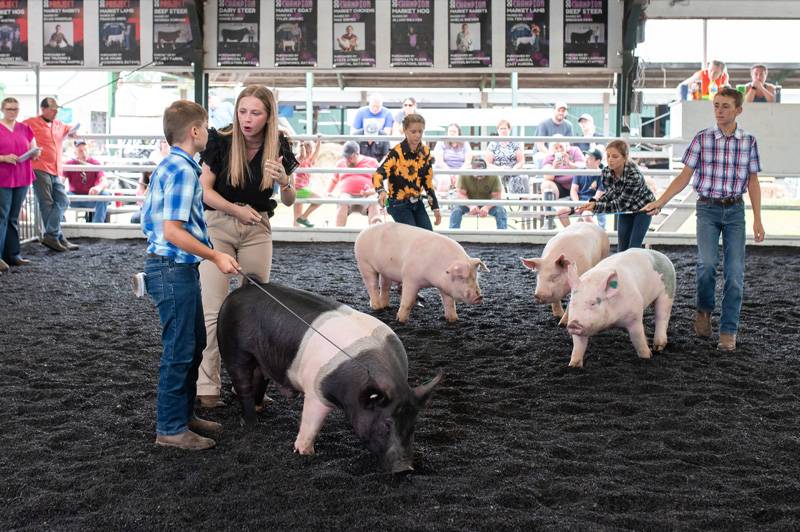 4-H Market Hog Show Genesee County Fair