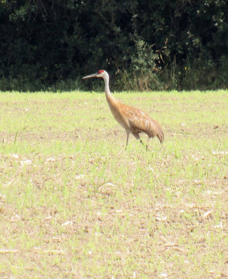 sand hill cranes