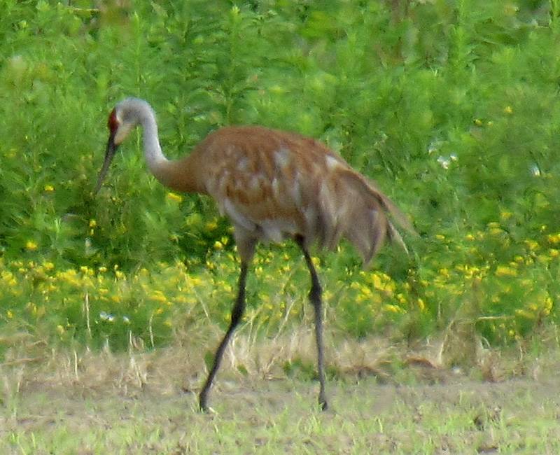 sand hill cranes