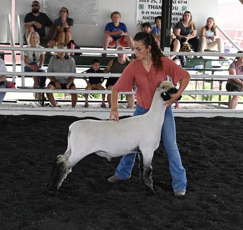 genesee county fair sheep show