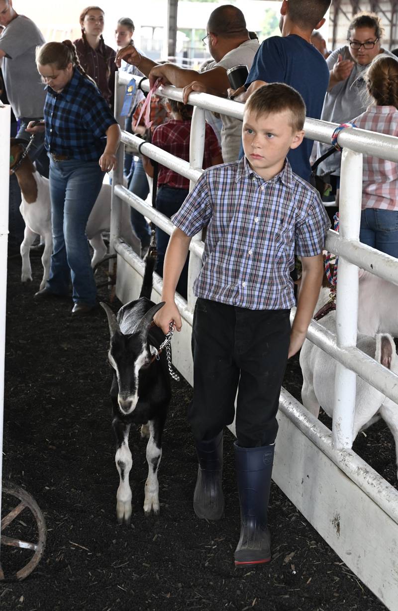 goat show 4-h fair