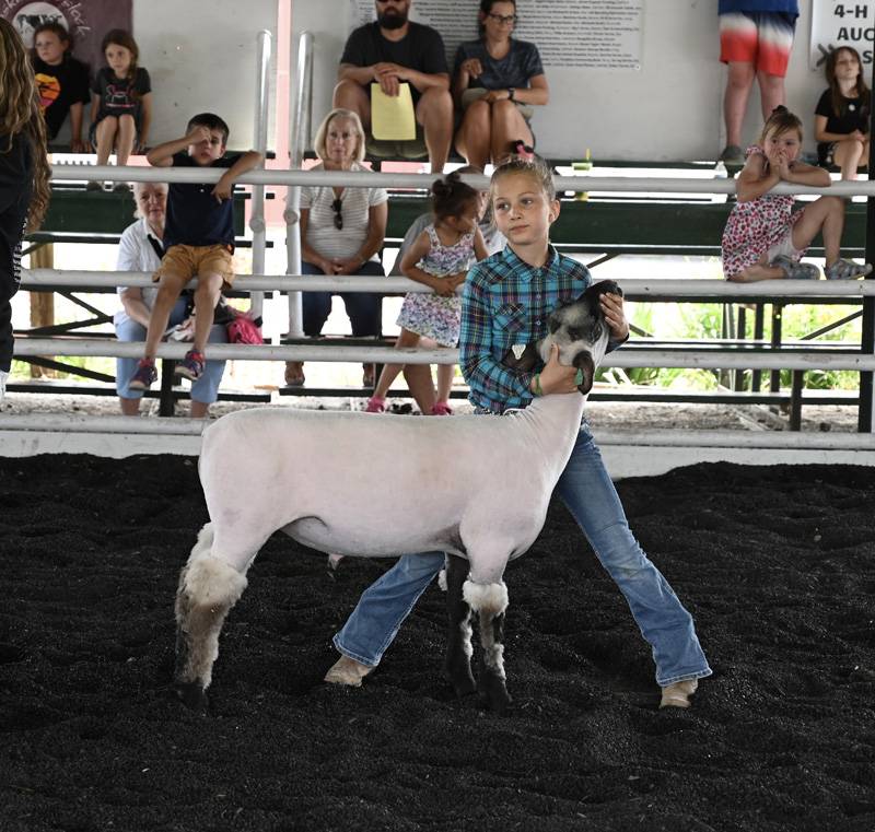 genesee county fair sheep show