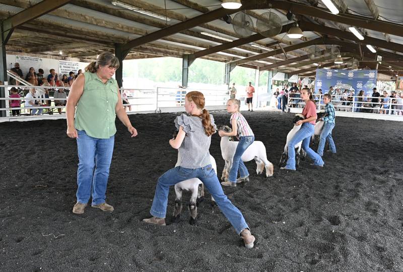 genesee county fair sheep show