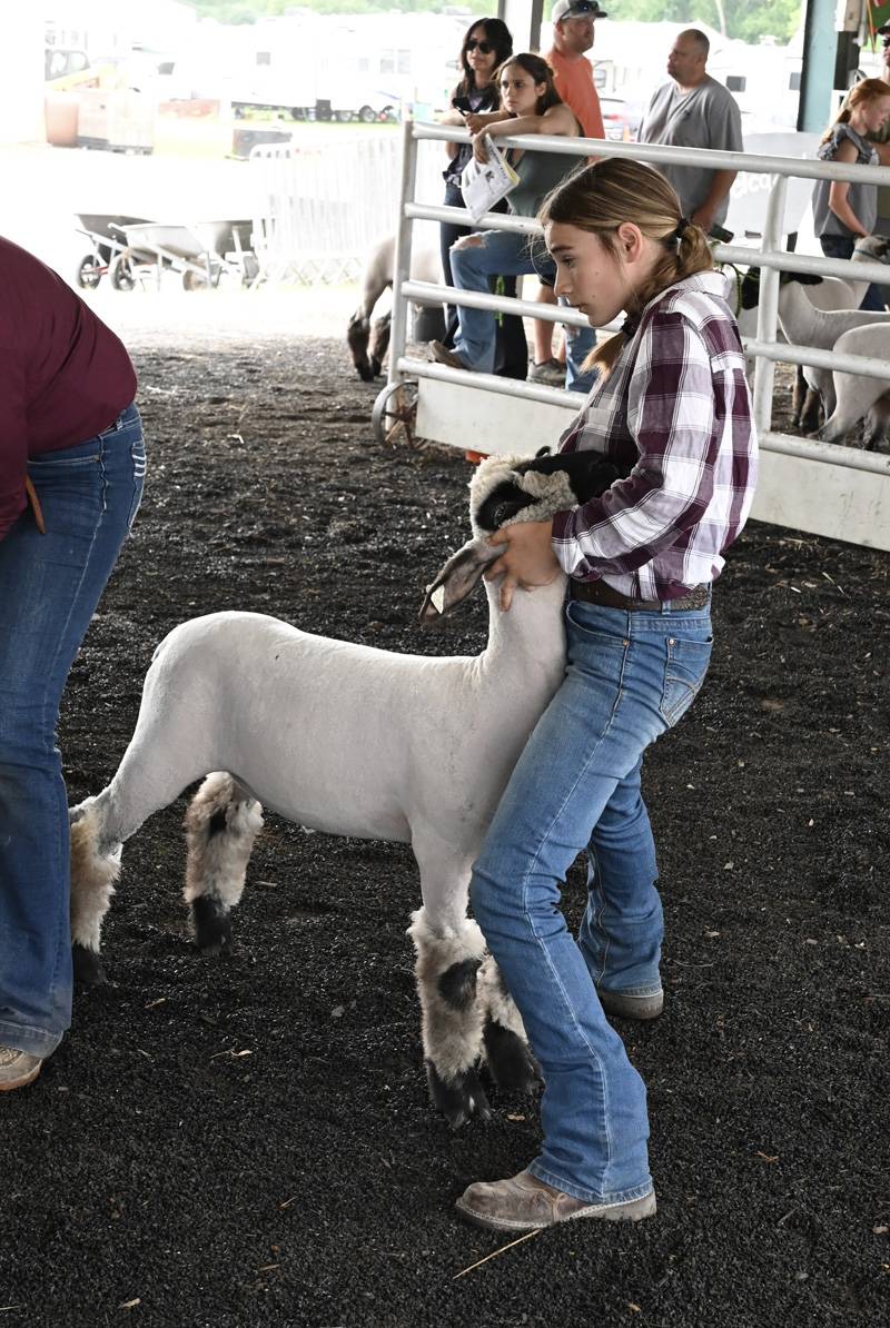 genesee county fair sheep show