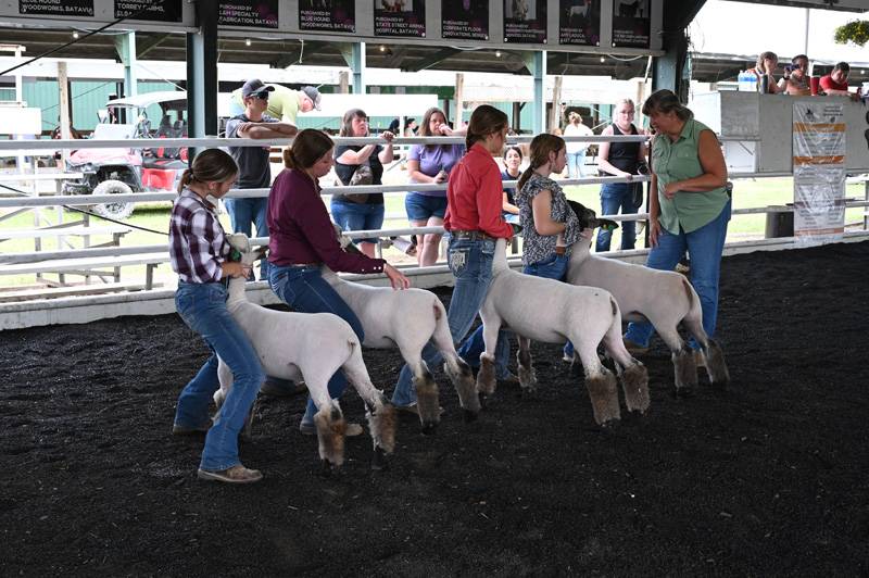 genesee county fair sheep show