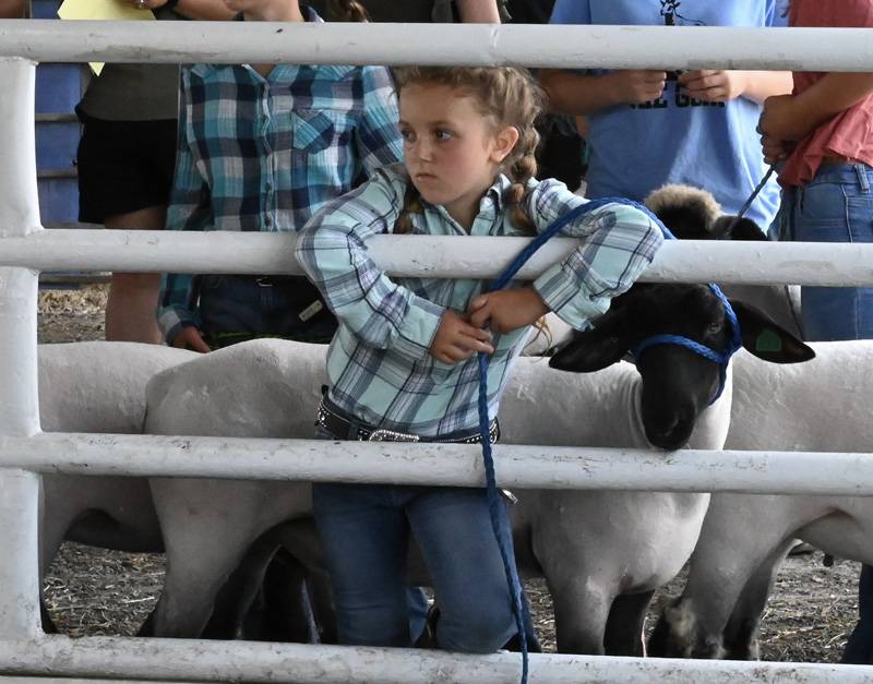 genesee county fair sheep show