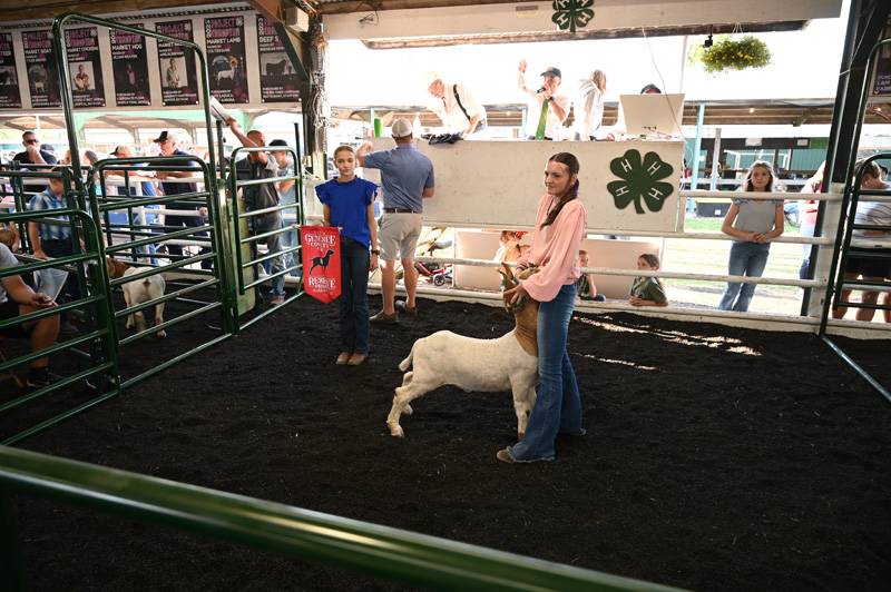 4-H Livestock Genesee County Fair